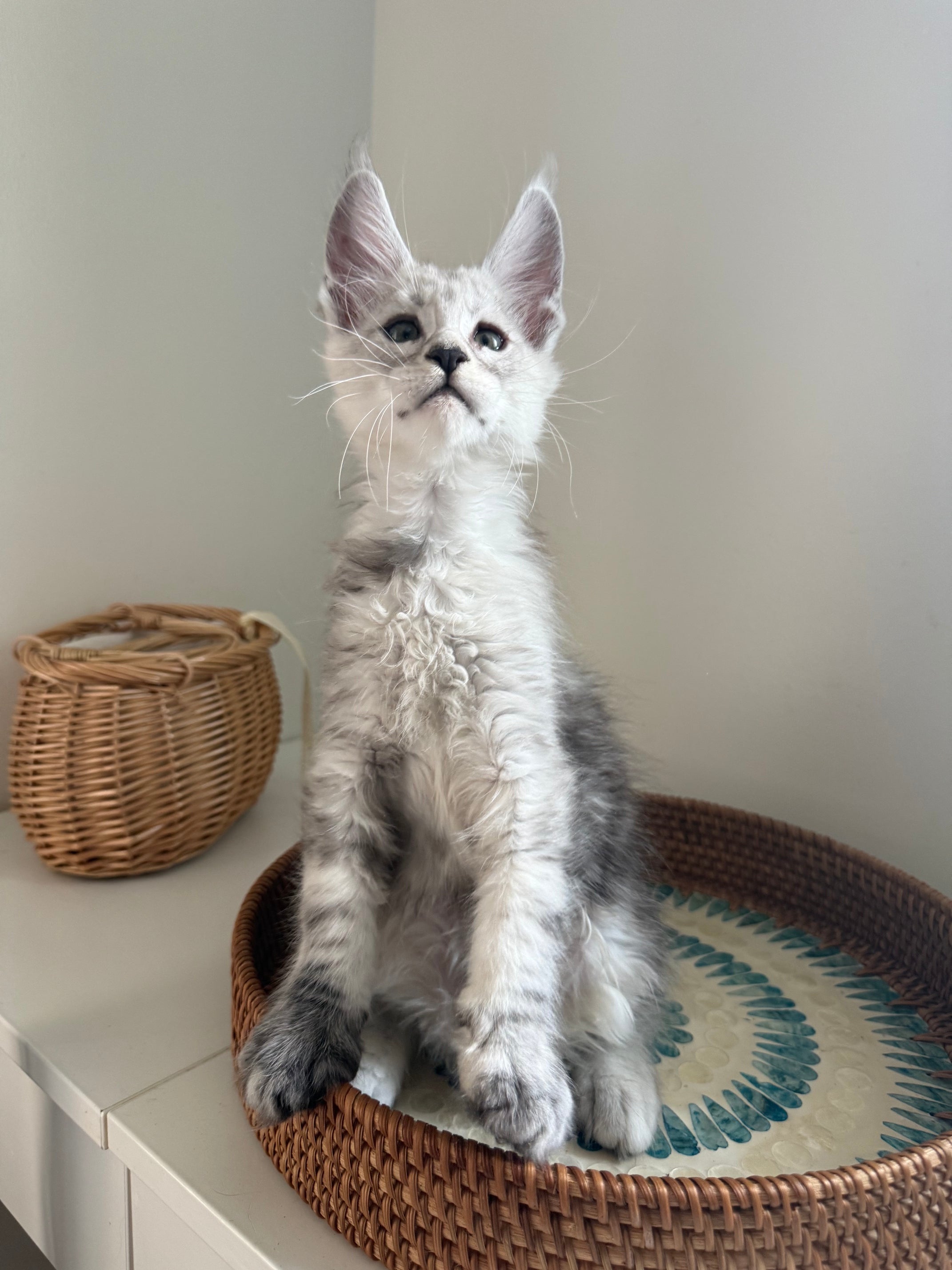Pale Silver Maine Coon male / Located in Ottawa area