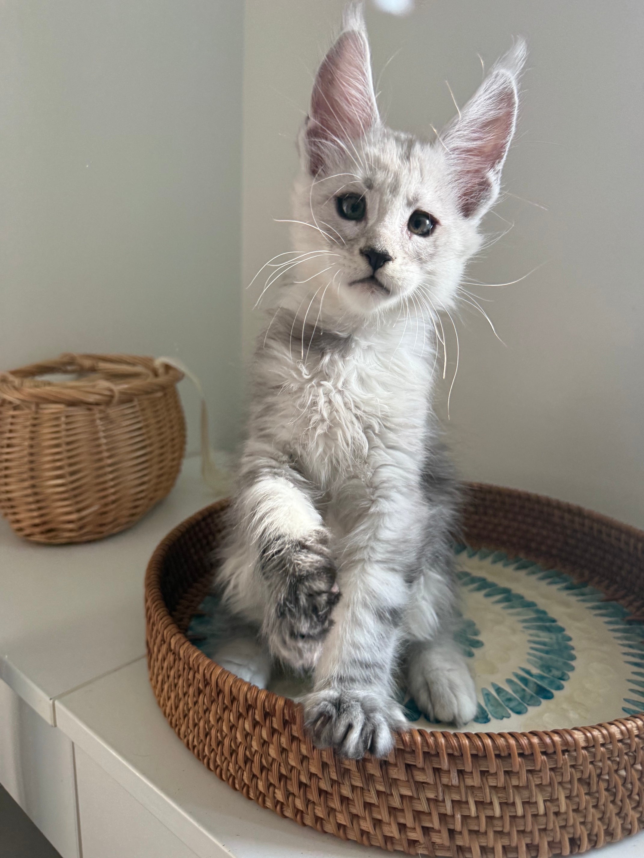 Pale Silver Maine Coon male / Located in Ottawa area