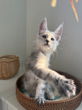 Load image into Gallery viewer, Pale Silver Maine Coon male / Located in Ottawa area
