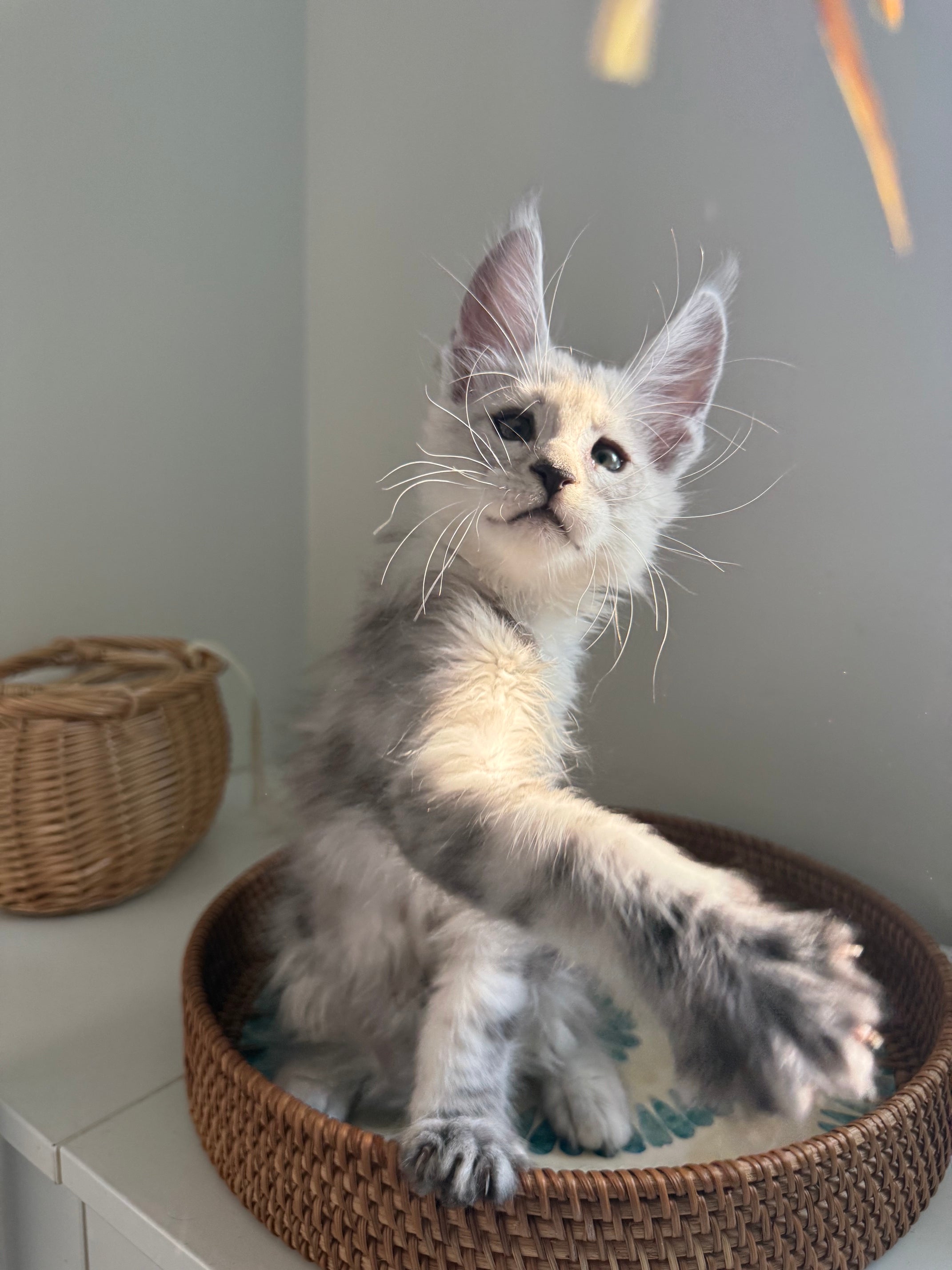Pale Silver Maine Coon male / Located in Ottawa area
