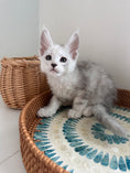 Load image into Gallery viewer, Black Silver Shaded Maine Coon male - 2 / Located in Ottawa area
