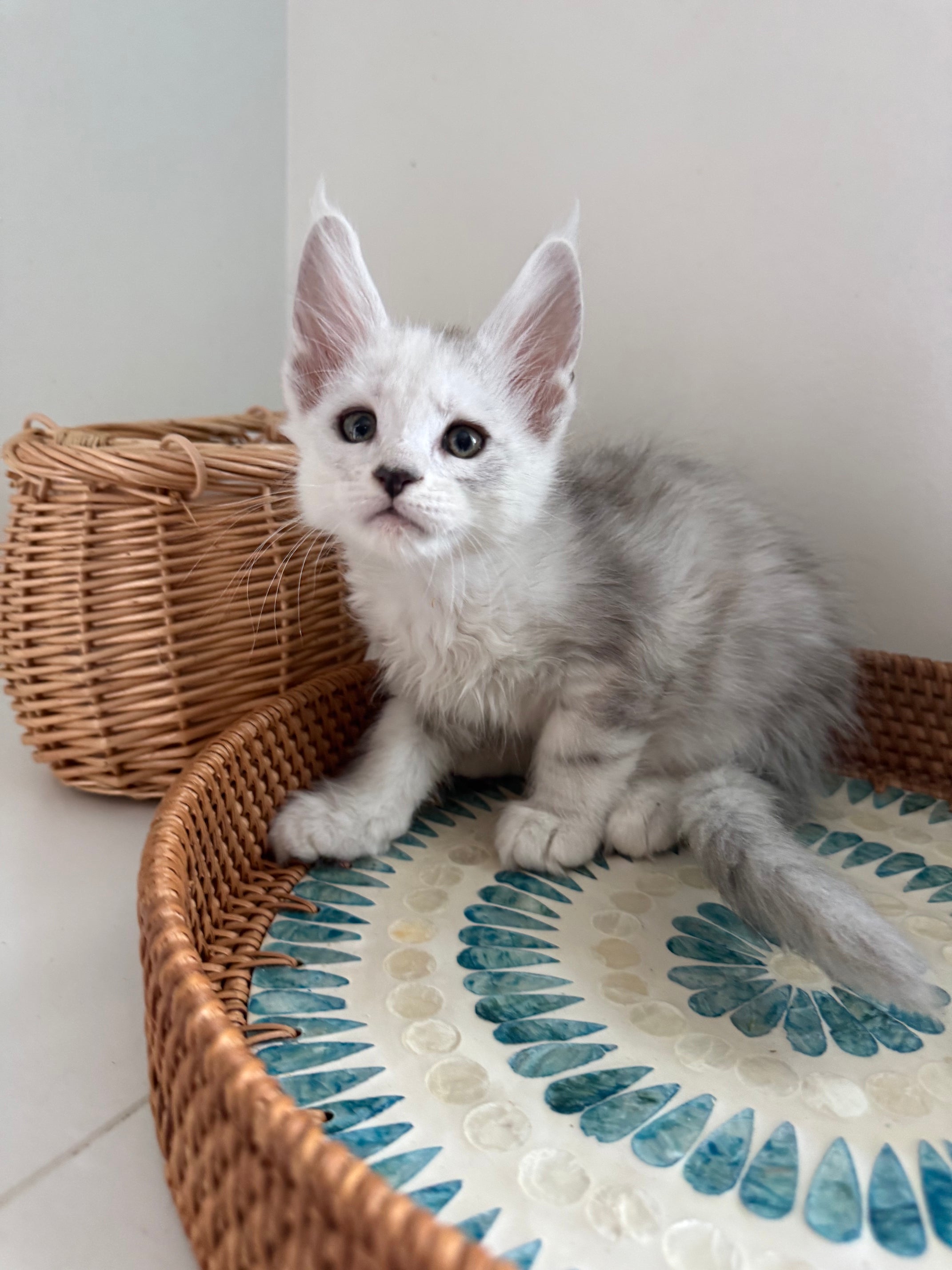 Black Silver Shaded Maine Coon male - 2 / Located in Ottawa area