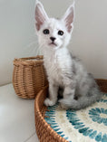 Load image into Gallery viewer, Black Silver Shaded Maine Coon male - 2 / Located in Ottawa area
