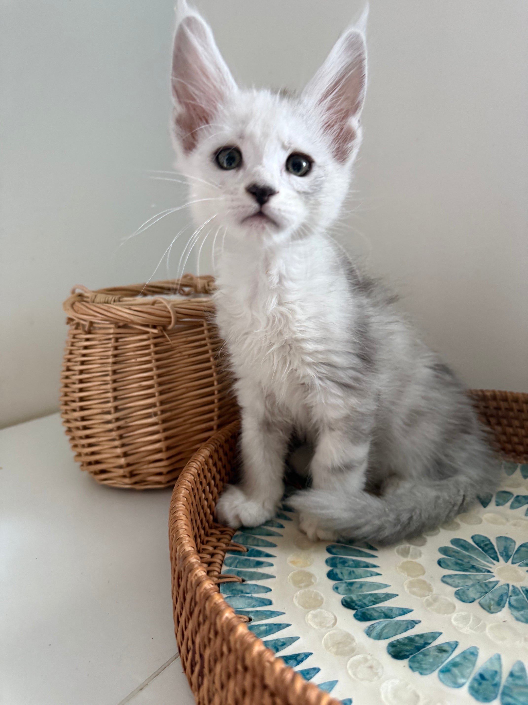 Black Silver Shaded Maine Coon male - 2 / Located in Ottawa area