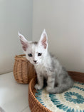 Load image into Gallery viewer, Black Silver Shaded Maine Coon male - 2 / Located in Ottawa area
