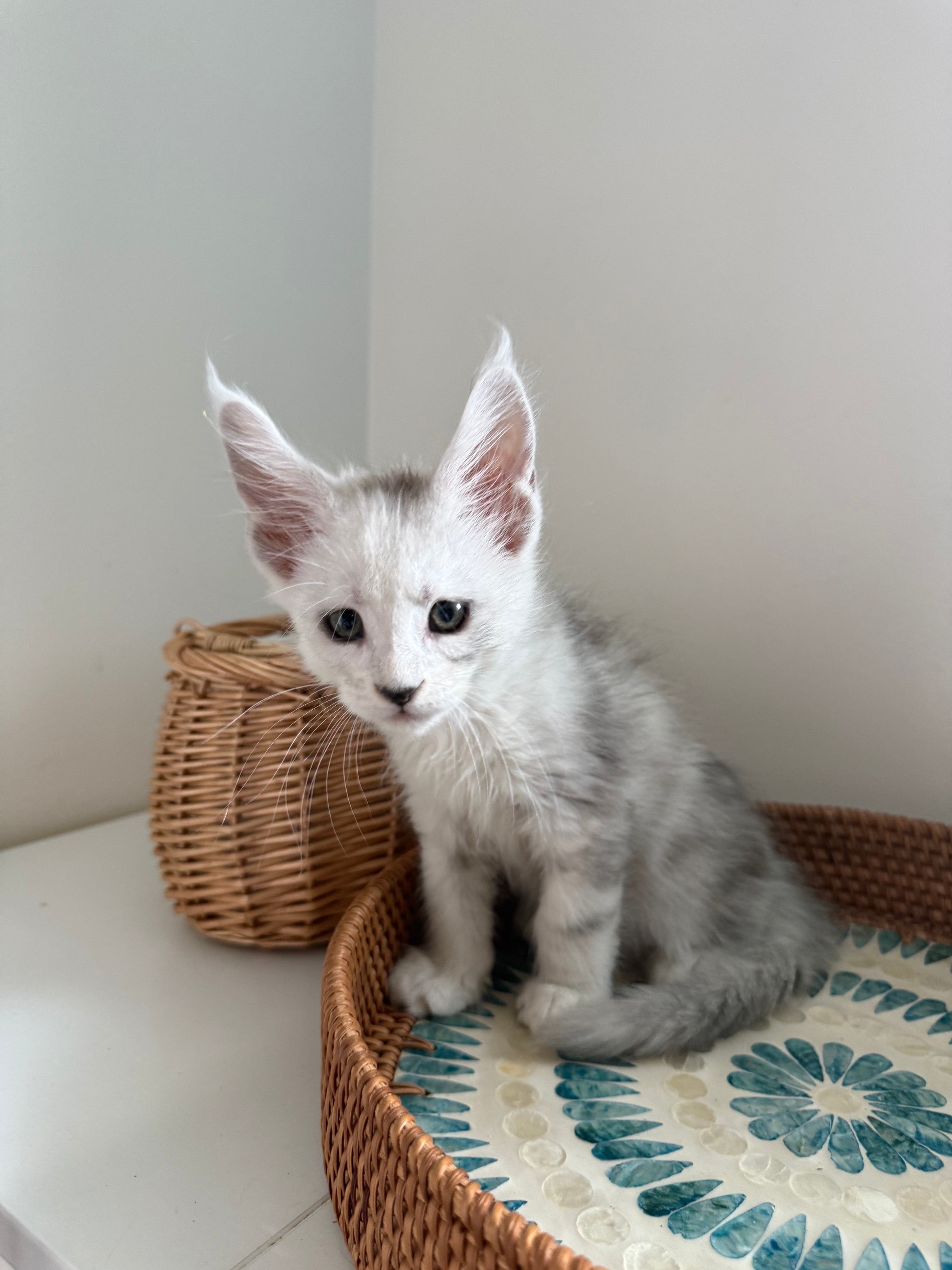 Black Silver Shaded Maine Coon male - 2 / Located in Ottawa area
