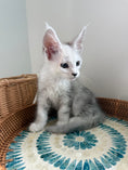 Load image into Gallery viewer, Black Silver Shaded Maine Coon male - 2 / Located in Ottawa area
