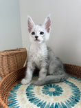 Load image into Gallery viewer, Black Silver Shaded Maine Coon male - 2 / Located in Ottawa area
