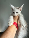 Load image into Gallery viewer, Black Silver Shaded Maine Coon male - 2 / Located in Ottawa area
