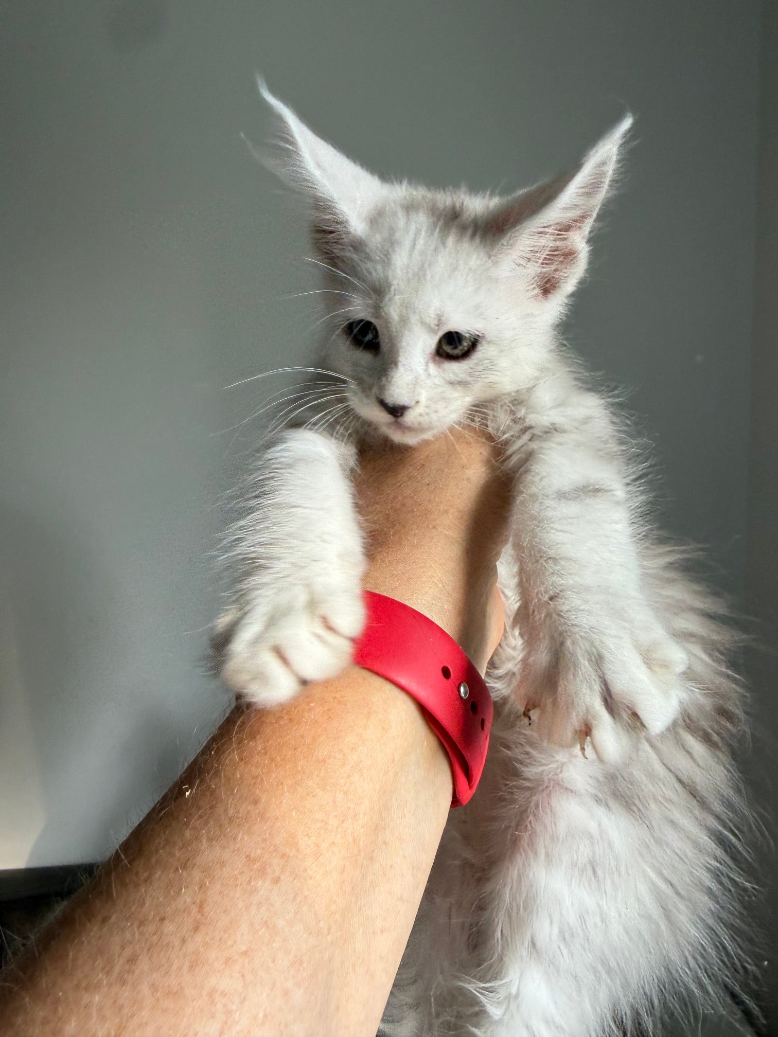 Black Silver Shaded Maine Coon male - 2 / Located in Ottawa area