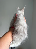 Load image into Gallery viewer, Black Silver Shaded Maine Coon male - 2 / Located in Ottawa area
