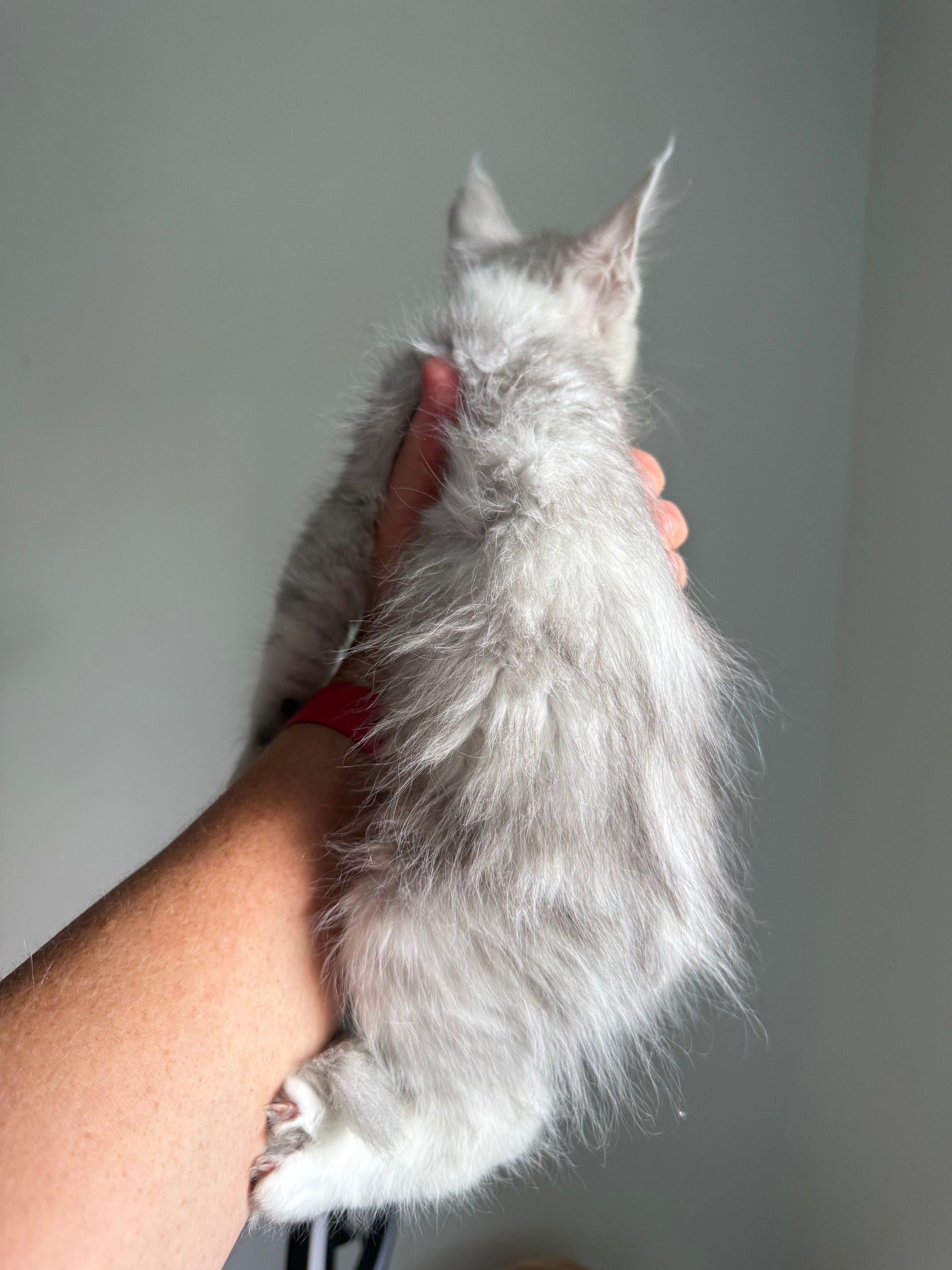 Black Silver Shaded Maine Coon male - 2 / Located in Ottawa area