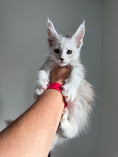 Load image into Gallery viewer, Black Silver Shaded Maine Coon male - 2 / Located in Ottawa area
