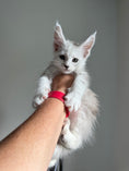 Load image into Gallery viewer, Black Silver Shaded Maine Coon male - 2 / Located in Ottawa area
