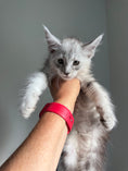 Load image into Gallery viewer, Black Silver Maine Coon male - 2 / Located in Ottawa area

