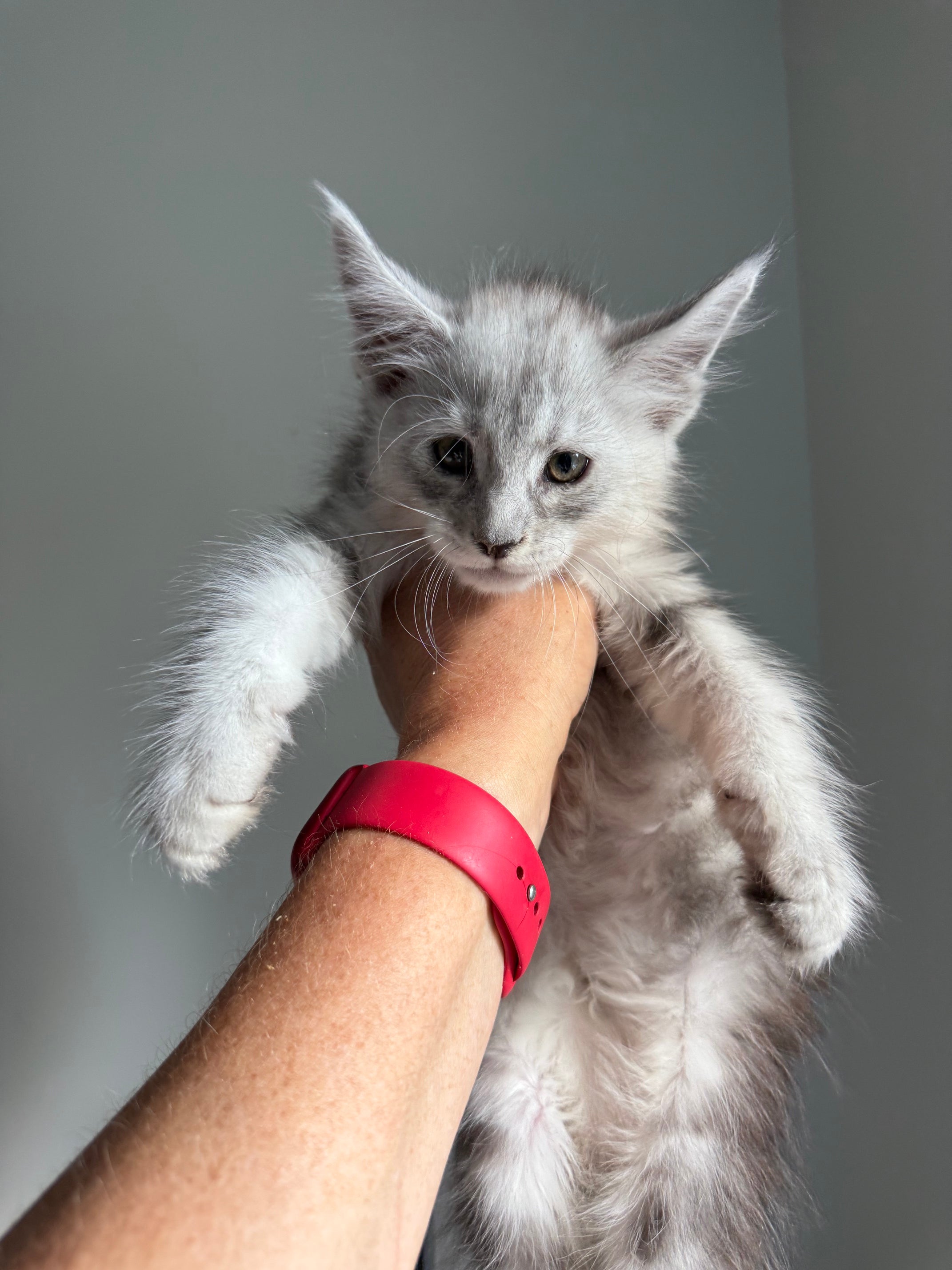 Black Silver Maine Coon male - 2 / Located in Ottawa area