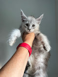 Load image into Gallery viewer, Black Silver Maine Coon male - 2 / Located in Ottawa area

