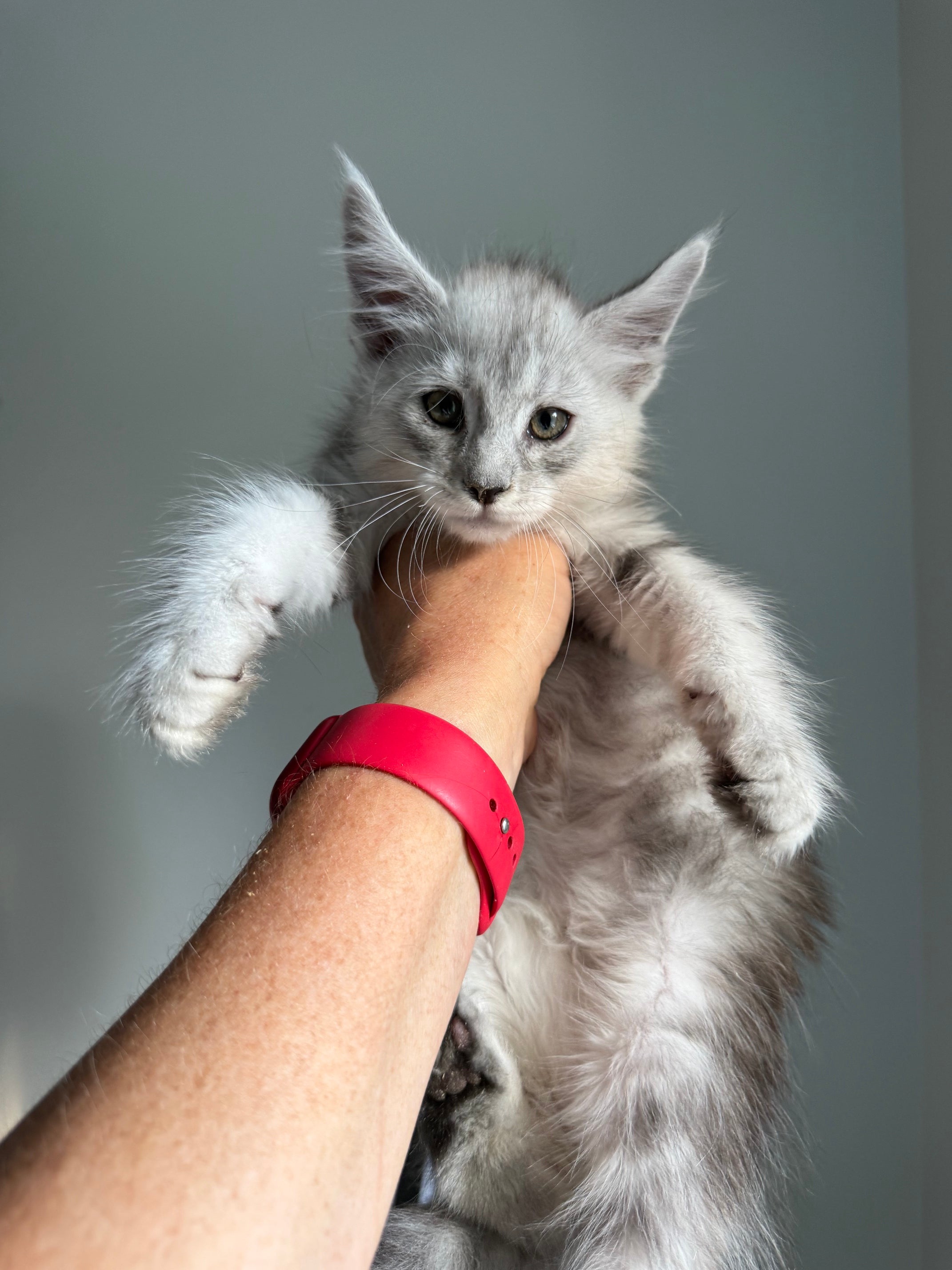 Black Silver Maine Coon male - 2 / Located in Ottawa area