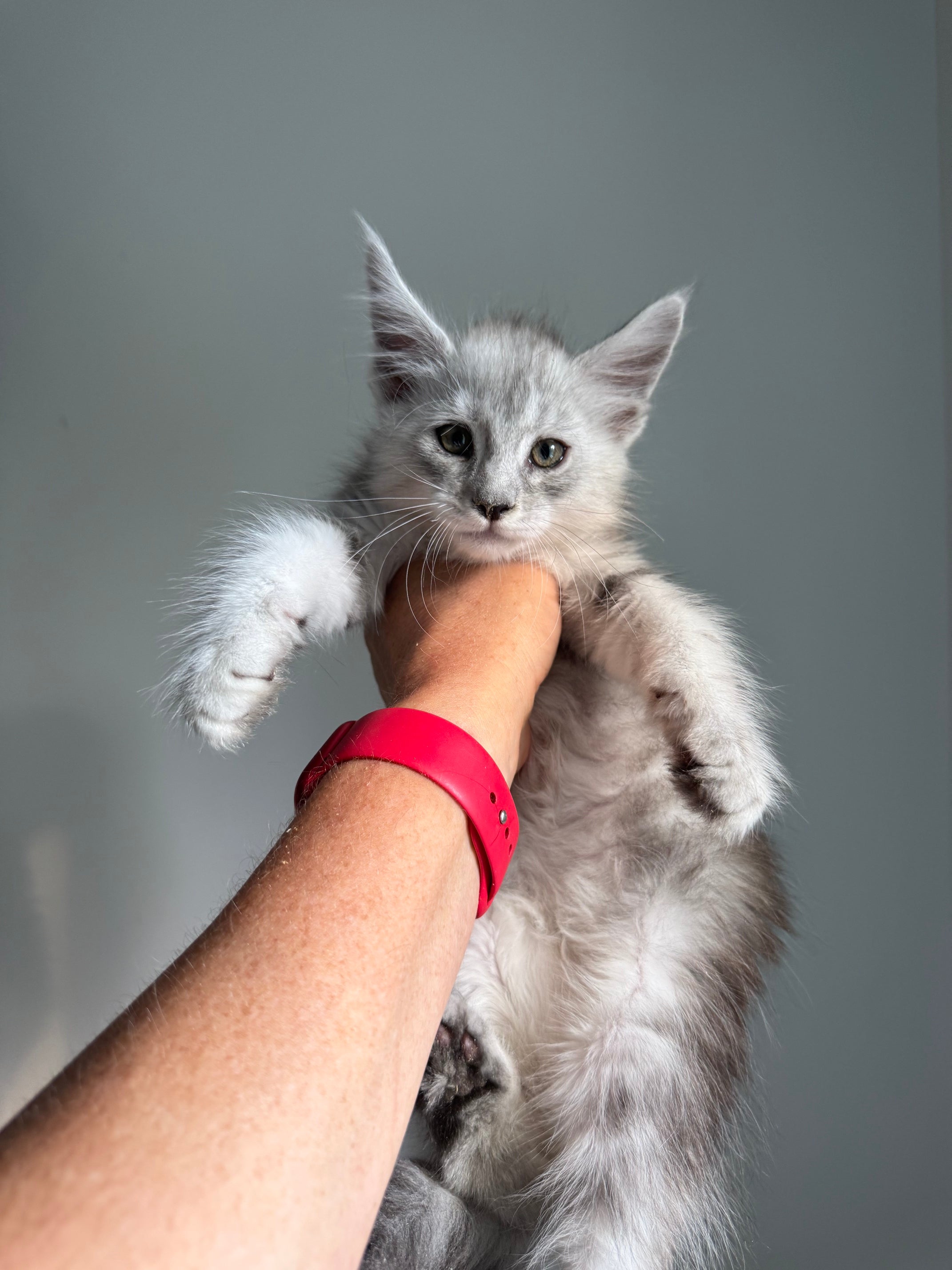 Black Silver Maine Coon male - 2 / Located in Ottawa area