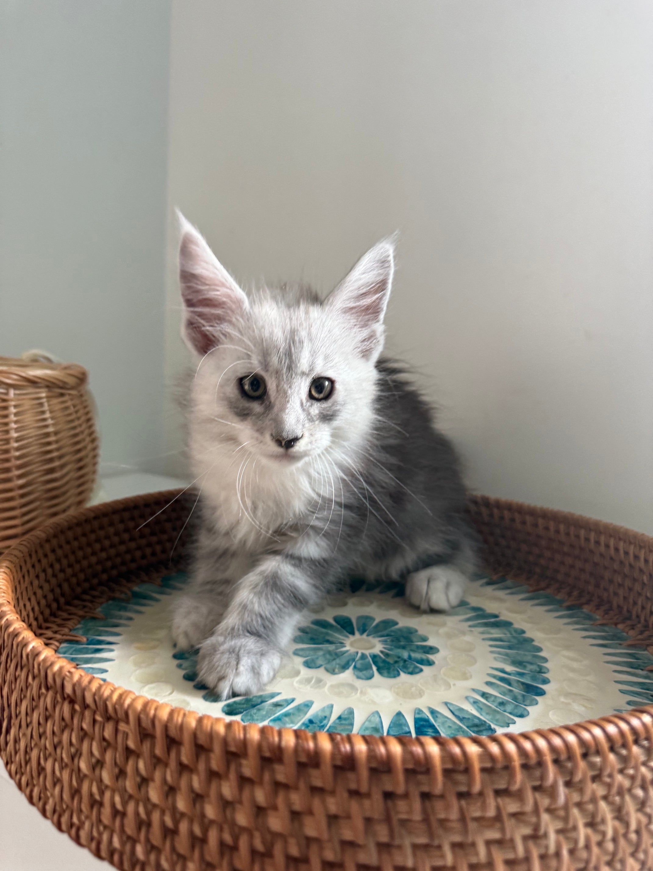 Black Silver Maine Coon male - 2 / Located in Ottawa area