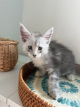 Load image into Gallery viewer, Black Silver Maine Coon male - 2 / Located in Ottawa area
