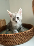 Load image into Gallery viewer, Black Silver Maine Coon male - 2 / Located in Ottawa area

