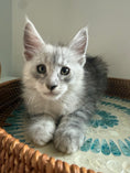 Load image into Gallery viewer, Black Silver Maine Coon male - 2 / Located in Ottawa area
