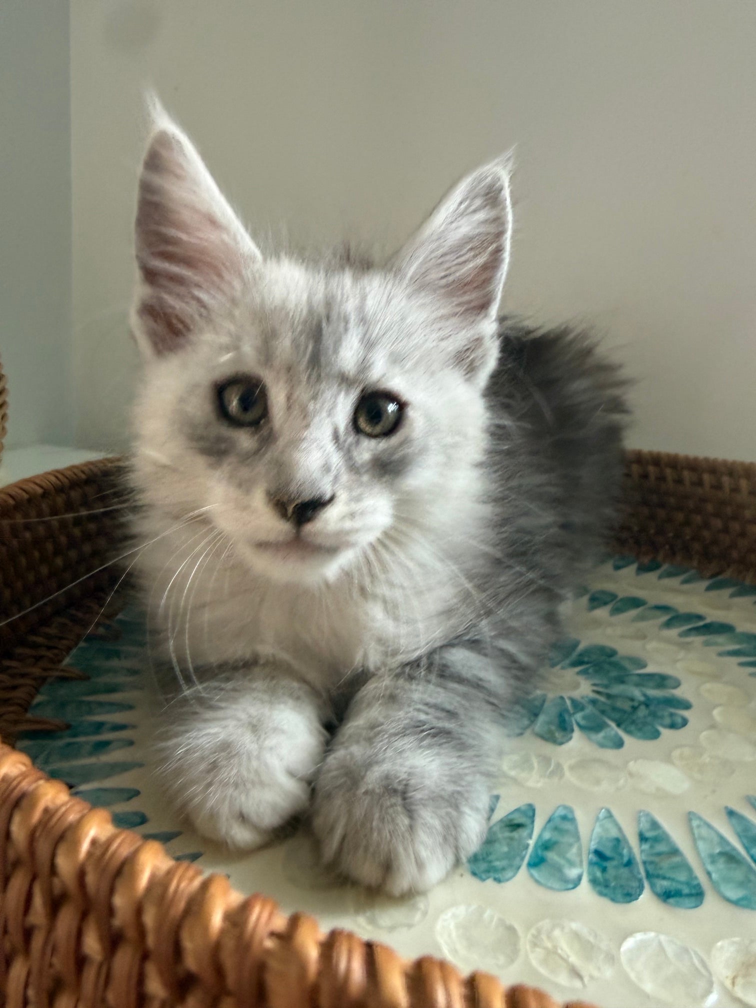 Black Silver Maine Coon male - 2 / Located in Ottawa area