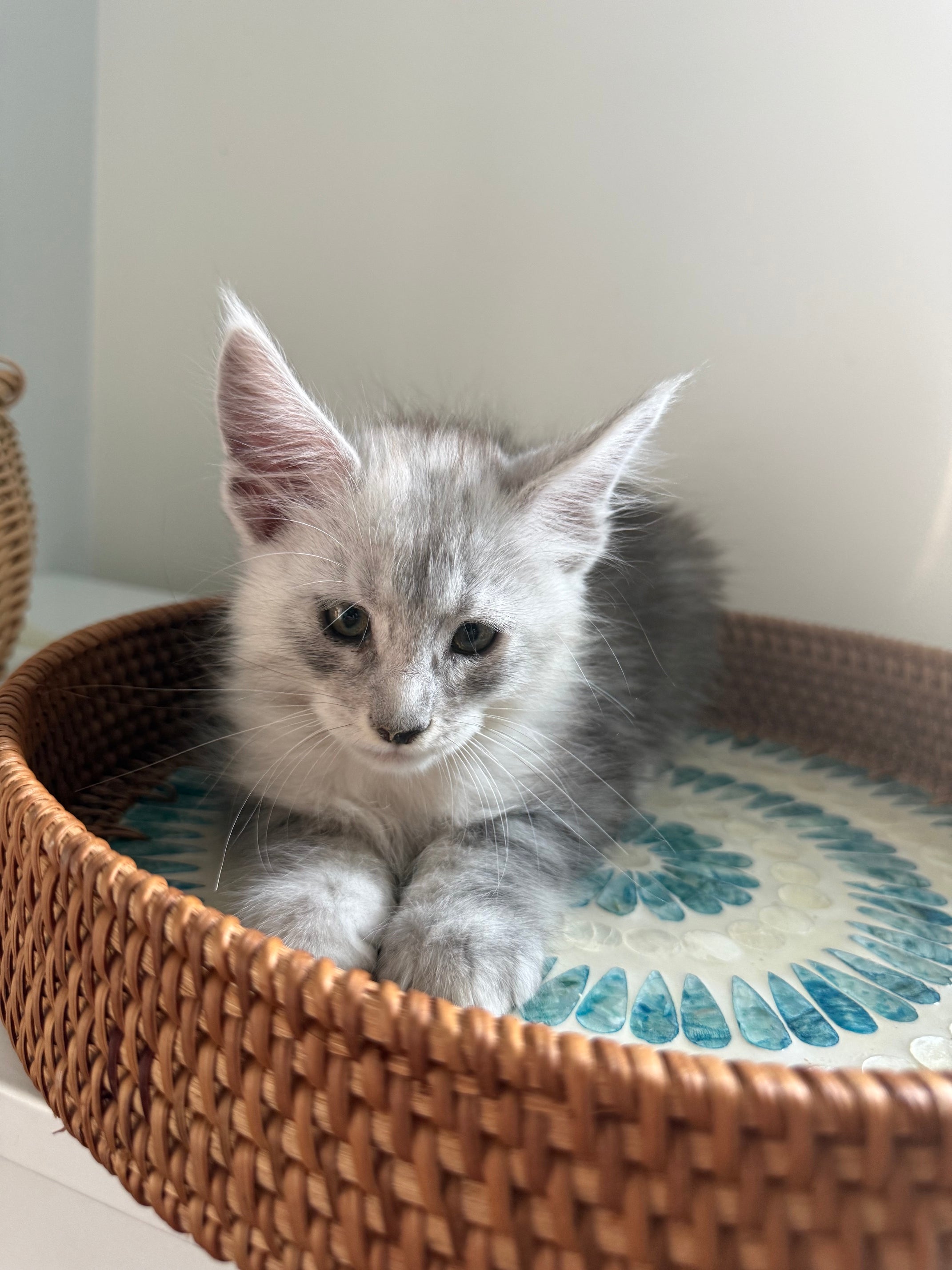 Black Silver Maine Coon male - 2 / Located in Ottawa area
