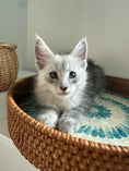 Load image into Gallery viewer, Black Silver Maine Coon male - 2 / Located in Ottawa area
