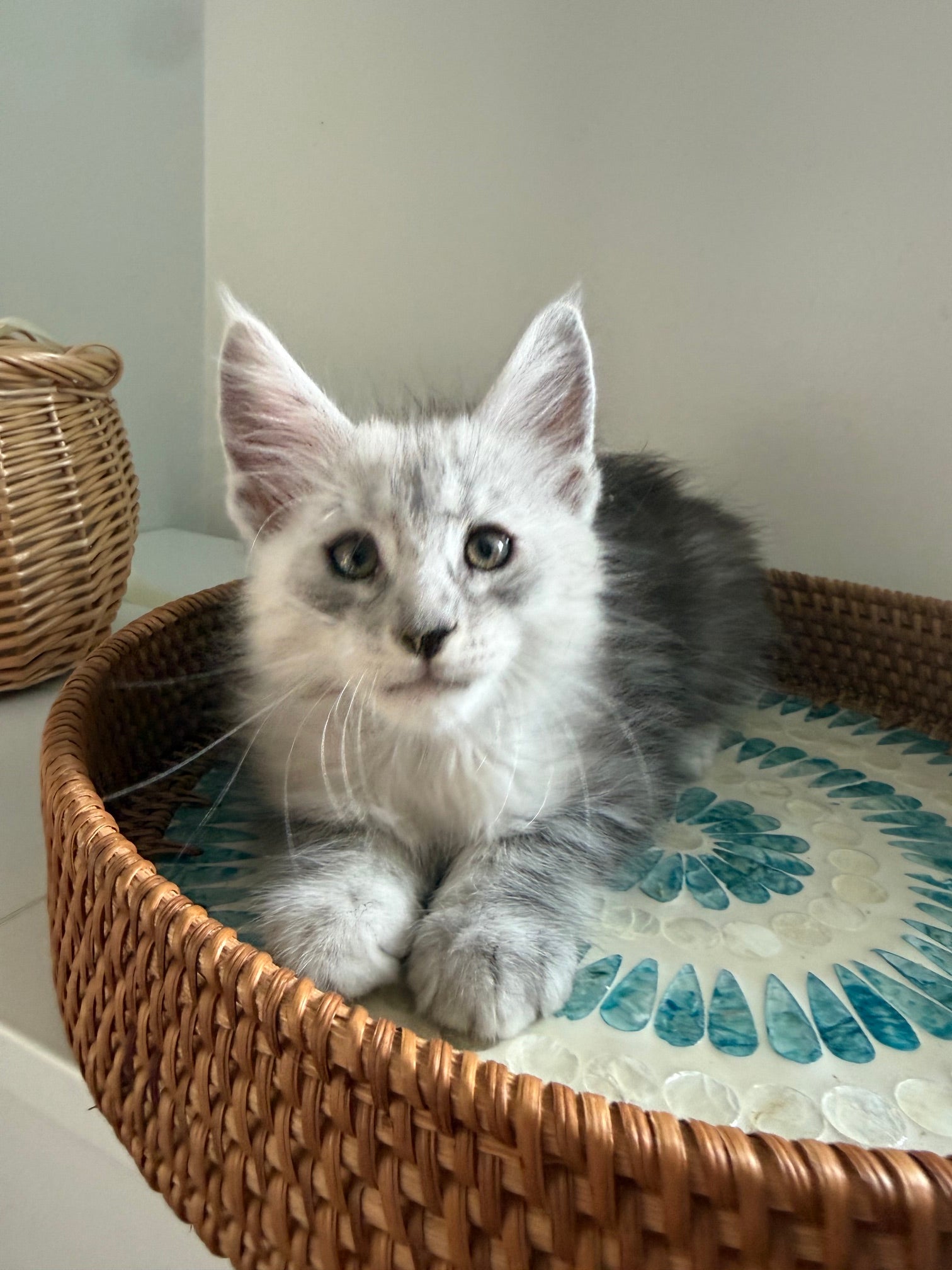 Black Silver Maine Coon male - 2 / Located in Ottawa area