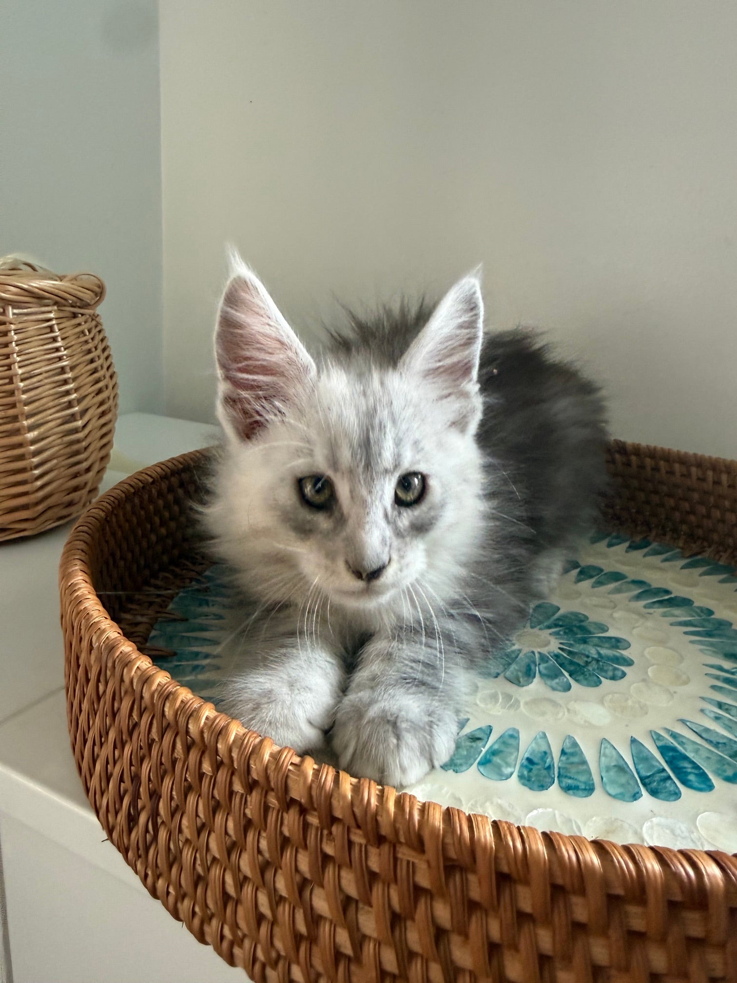 Black Silver Maine Coon male - 2 / Located in Ottawa area
