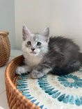 Load image into Gallery viewer, Black Silver Maine Coon male - 2 / Located in Ottawa area
