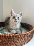 Load image into Gallery viewer, Black Silver Maine Coon male - 2 / Located in Ottawa area
