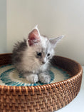 Load image into Gallery viewer, Black Silver Maine Coon male - 2 / Located in Ottawa area
