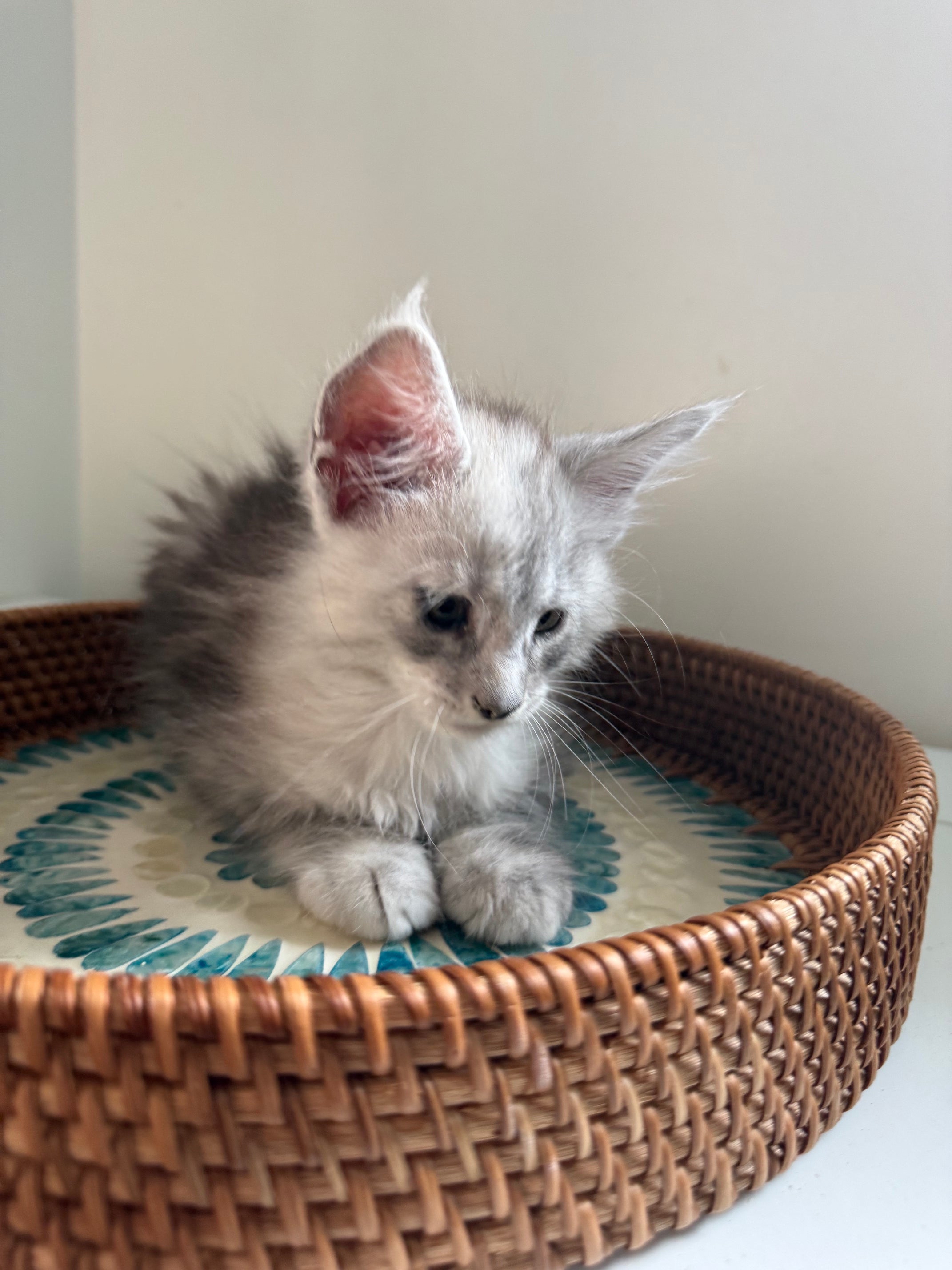 Black Silver Maine Coon male - 2 / Located in Ottawa area