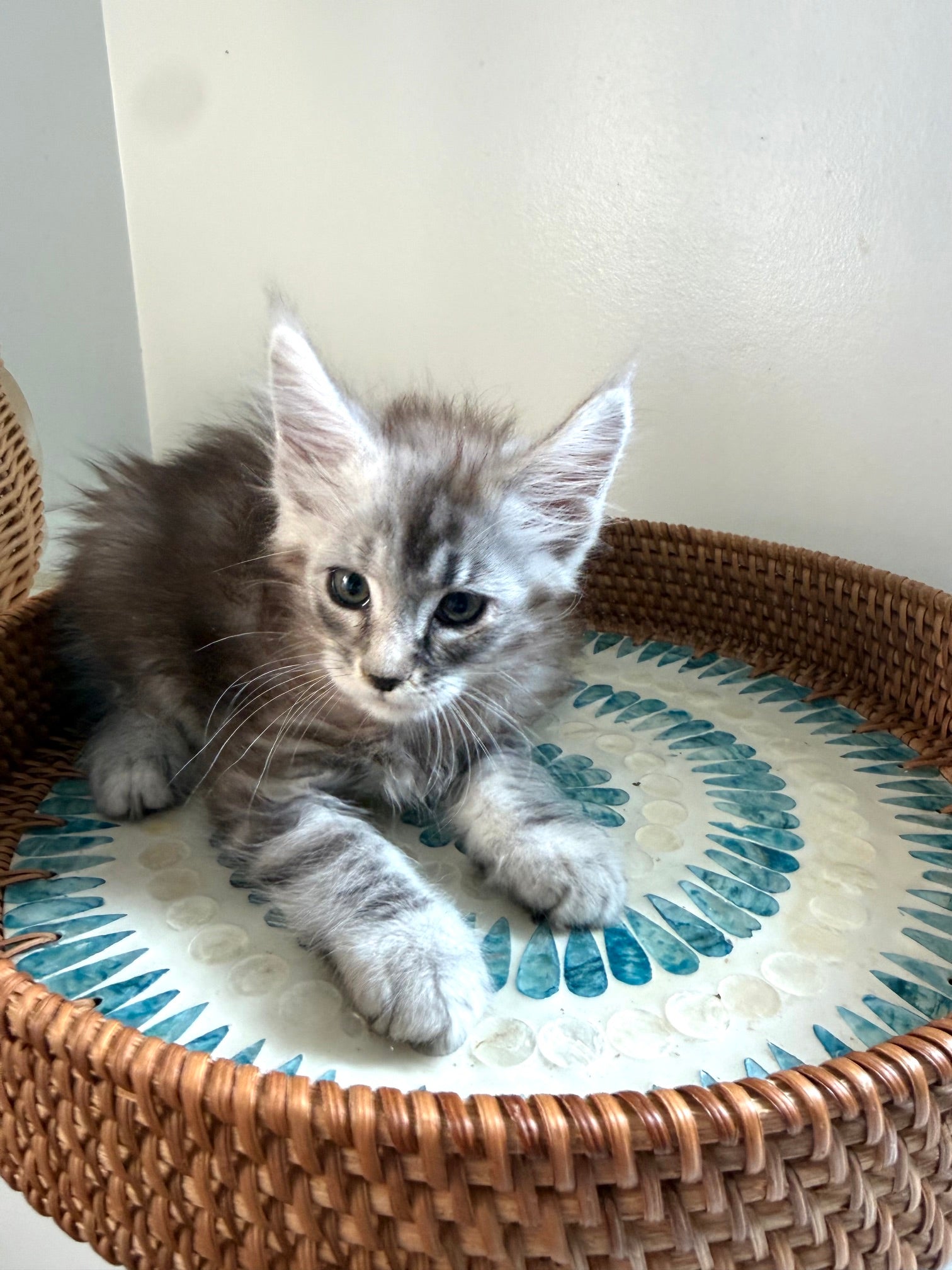 Black Silver Maine Coon male - 3 / Located in Ottawa area