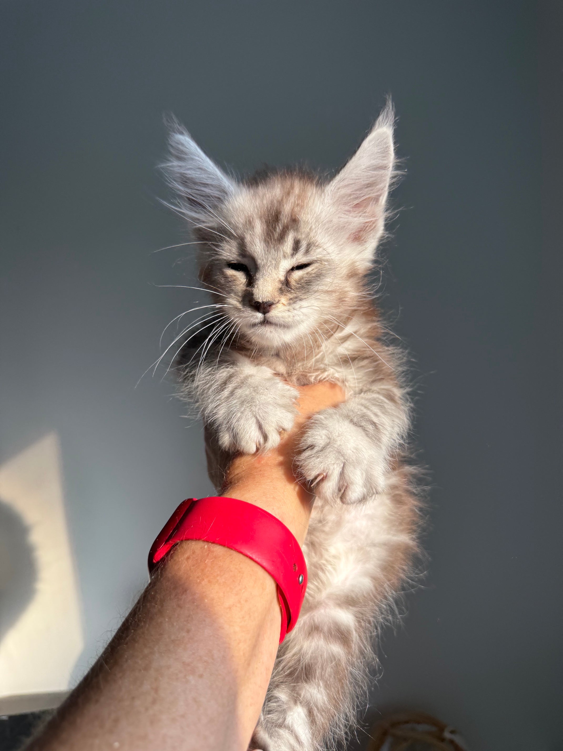 Black Silver Maine Coon male - 3 / Located in Ottawa area