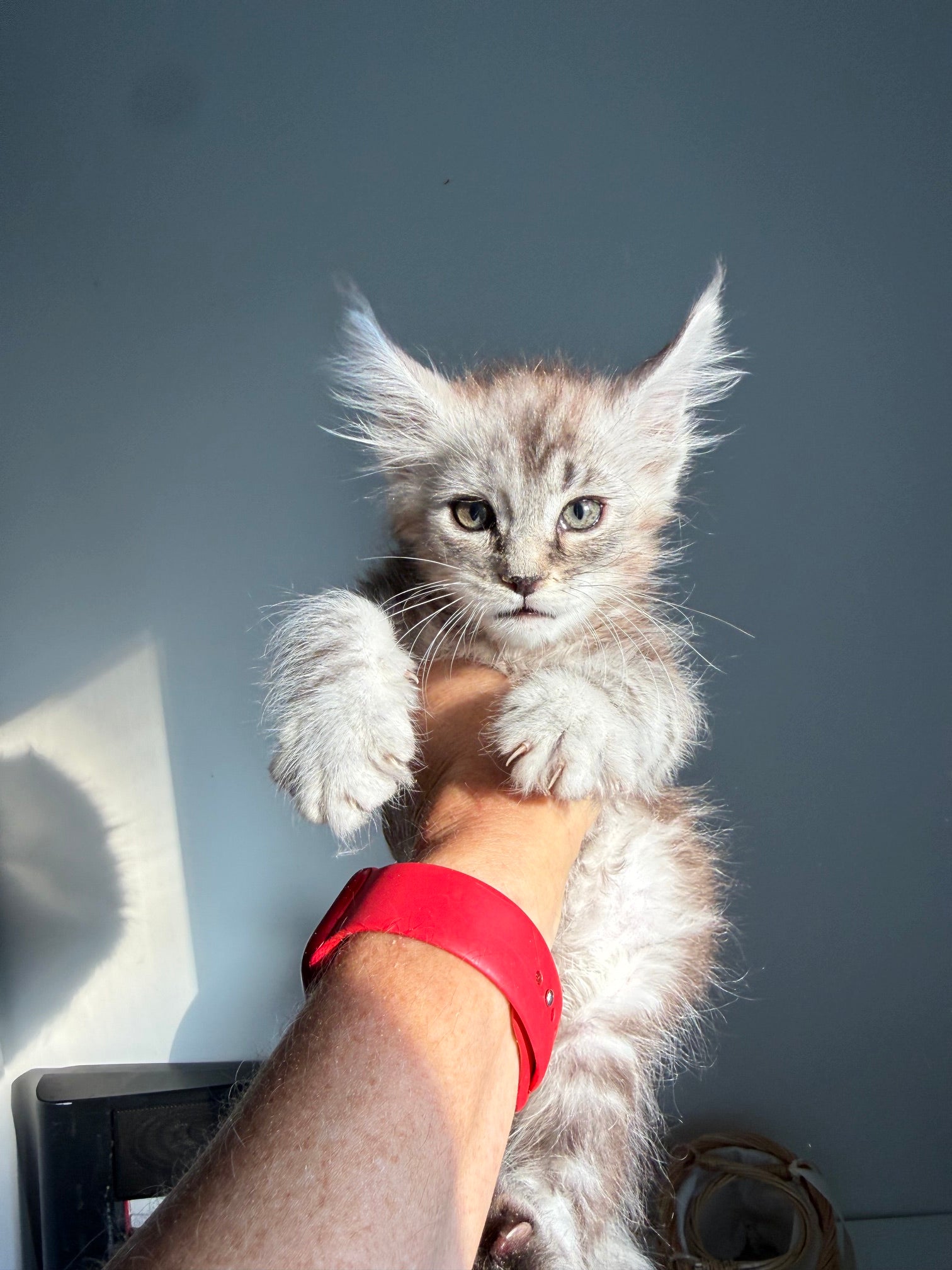 Black Silver Maine Coon male - 3 / Located in Ottawa area