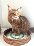 Load image into Gallery viewer, Red Maine Coon male  - special needs / Located in Ottawa area
