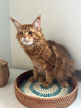 Load image into Gallery viewer, Red Maine Coon male  - special needs / Located in Ottawa area
