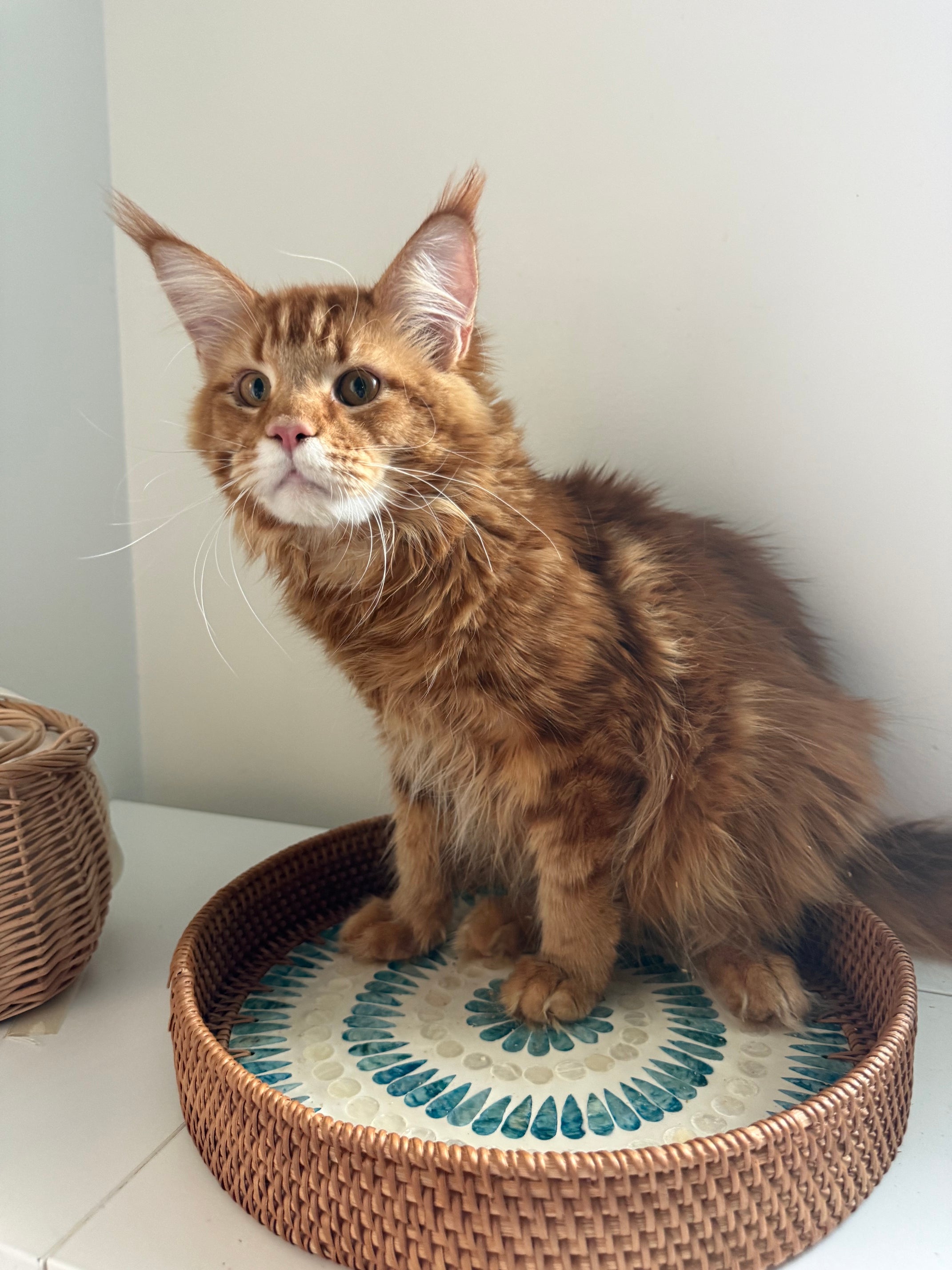 Red Maine Coon male  - special needs / Located in Ottawa area