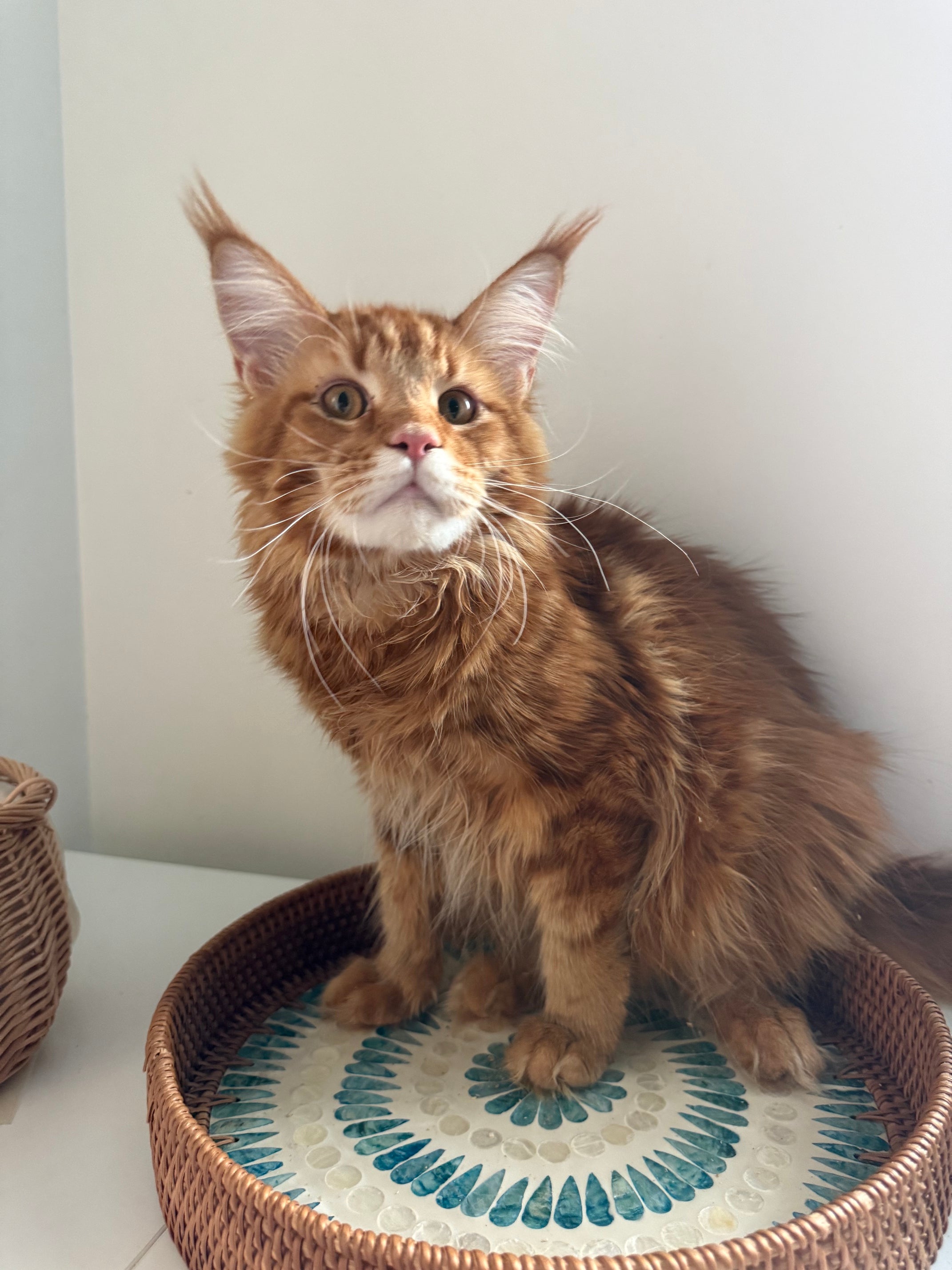 Red Maine Coon male  - special needs / Located in Ottawa area