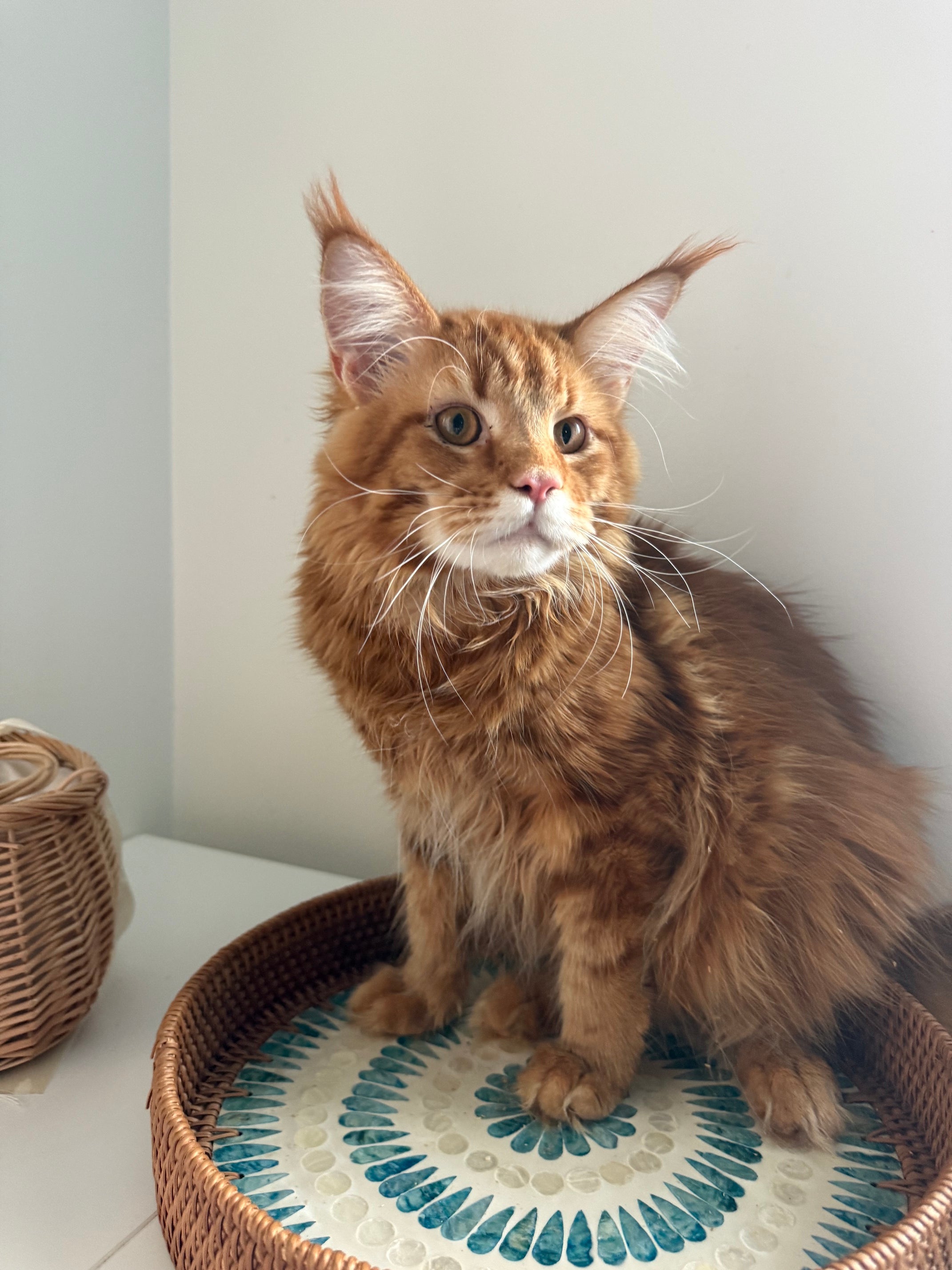 Red Maine Coon male  - special needs / Located in Ottawa area