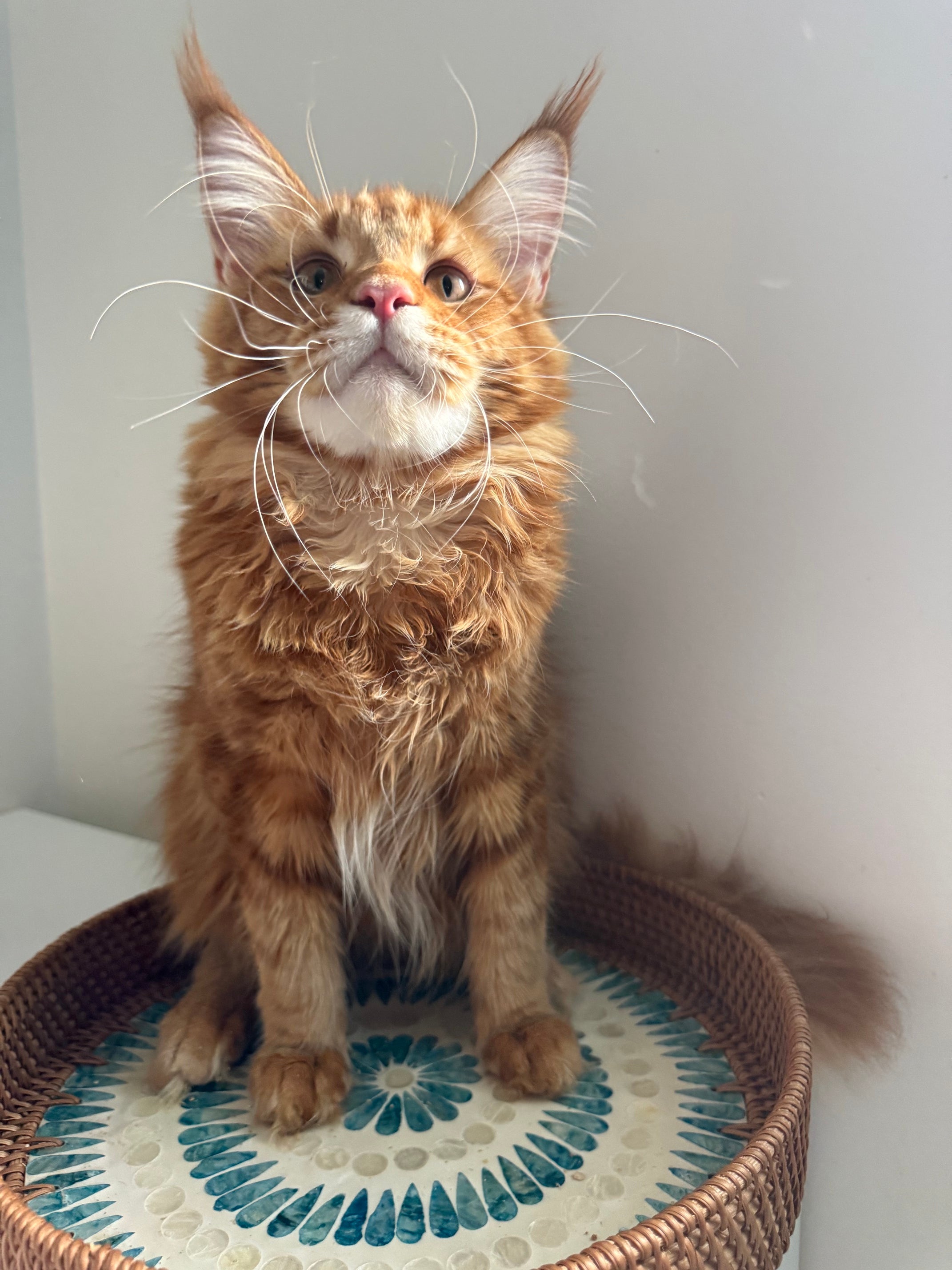 Red Maine Coon male  - special needs / Located in Ottawa area