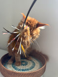 Load image into Gallery viewer, Red Maine Coon male  - special needs / Located in Ottawa area

