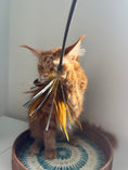 Load image into Gallery viewer, Red Maine Coon male  - special needs / Located in Ottawa area

