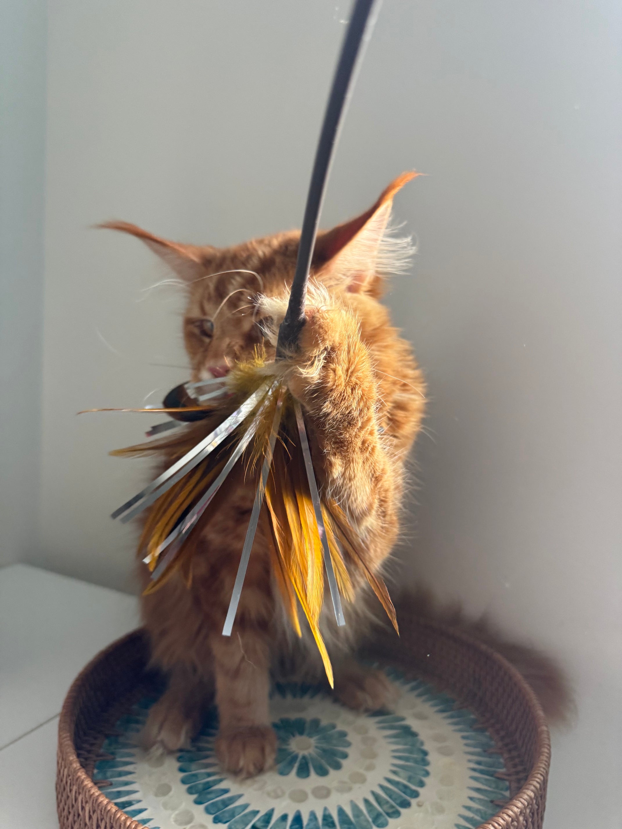 Red Maine Coon male  - special needs / Located in Ottawa area