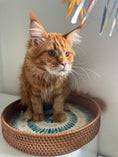 Load image into Gallery viewer, Red Maine Coon male  - special needs / Located in Ottawa area
