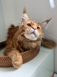 Load image into Gallery viewer, Red Maine Coon male  - special needs / Located in Ottawa area
